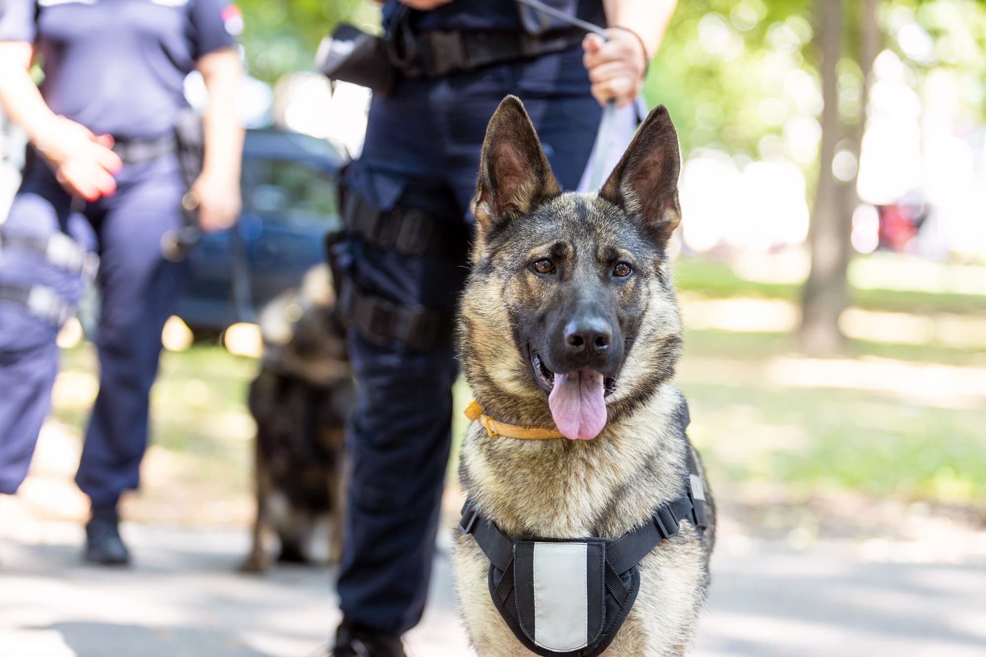 Agent de gardiennage spécialisé : Maître chien, agent cynophile autour de Mulhouse et Colmar Wittelsheim 0