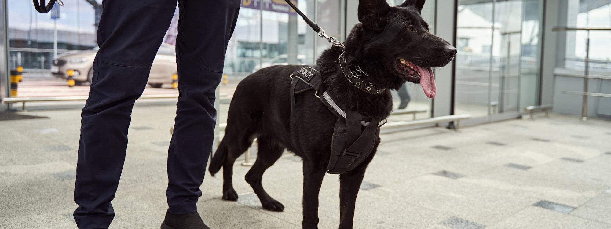 Quand recourir aux services d’un agent cynophile ? Kingersheim